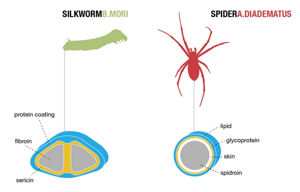 Illustrated guide to biopolymers: structural elements of biological systems